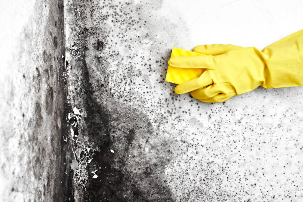 Best Best Mold Removal Companies  in Rice Lake, MN