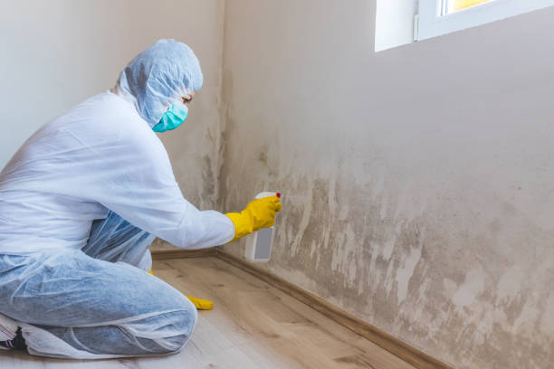 Attic Mold Removal in Rice Lake, MN