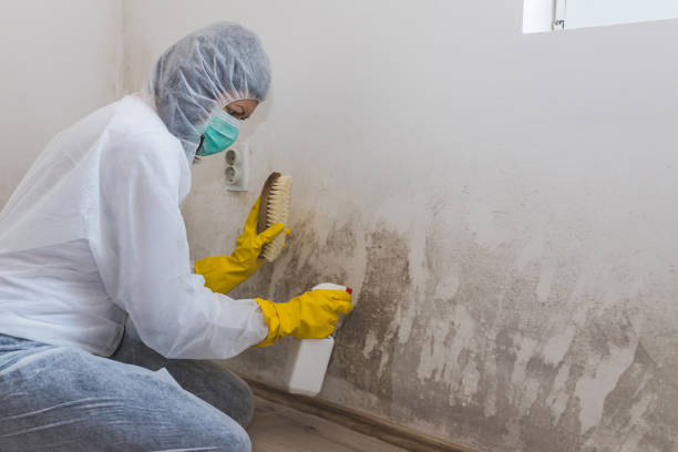 Professional Mold Removal in Rice Lake, MN