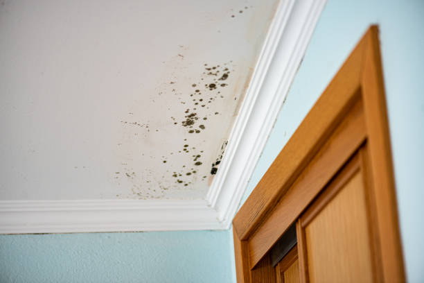 Best Mold Testing  in Rice Lake, MN