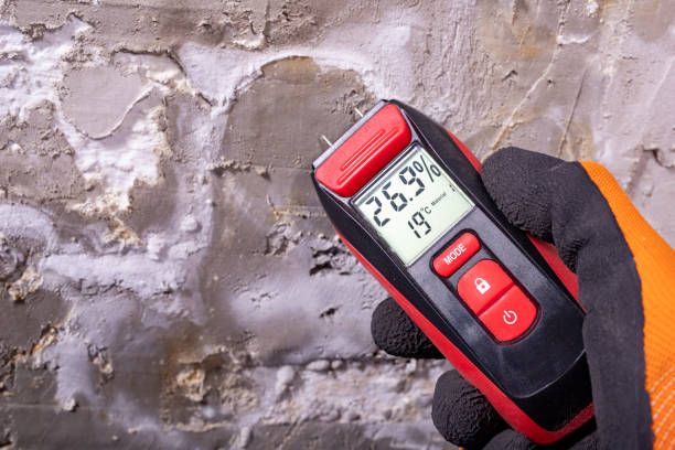 Best Attic Mold Removal  in Rice Lake, MN