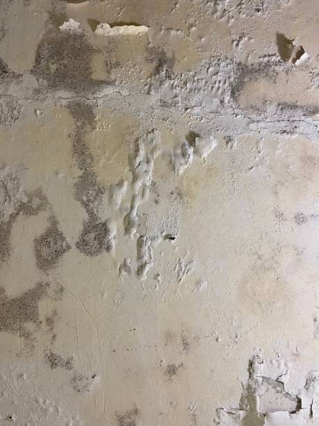 Best Crawl Space Mold Removal  in Rice Lake, MN