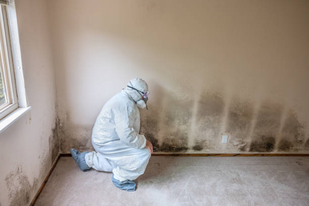 Best Local Mold Removal Service  in Rice Lake, MN