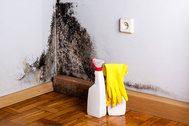 Best Same-Day Mold Removal  in Rice Lake, MN