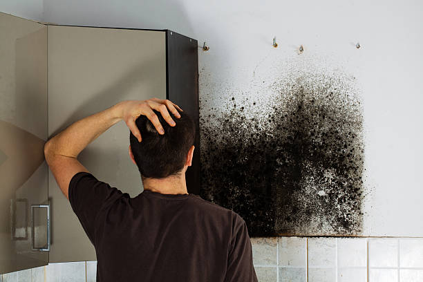 Best Mold Damage Repair  in Rice Lake, MN