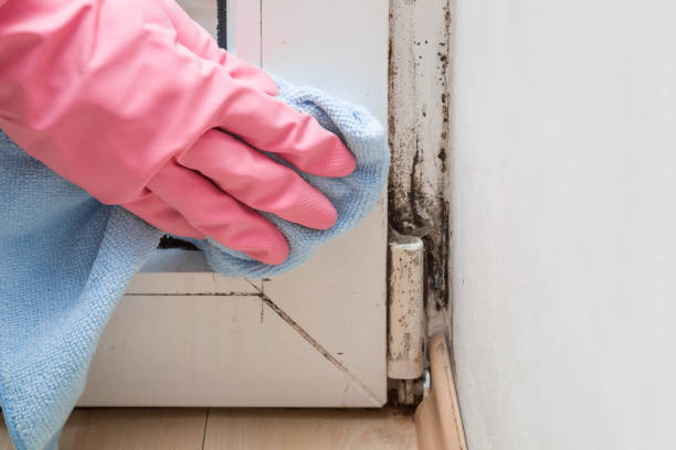 Best Black Mold Removal  in Rice Lake, MN