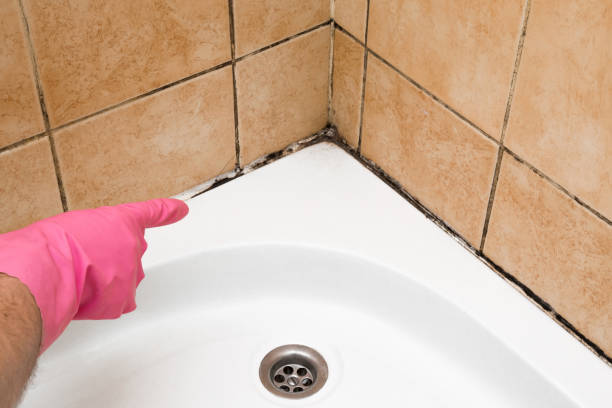 Best Mold Remediation  in Rice Lake, MN